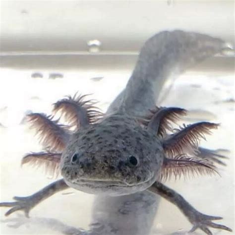The Mexican Walking Fish Axolotl Fish Pet Fish Pets