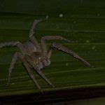 Aranha Armadeira Onde Vive - Aranha Armadeira: Regiões e Estados do Brasil Onde Vive | Mundo Ecologia