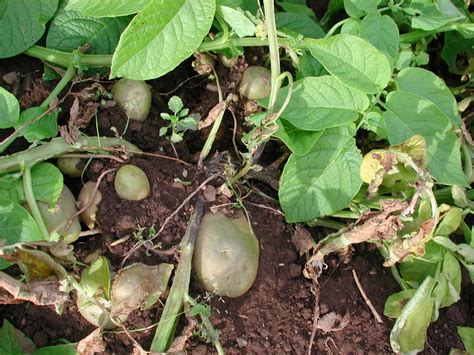 Blackleg On Potato Ipmhutton