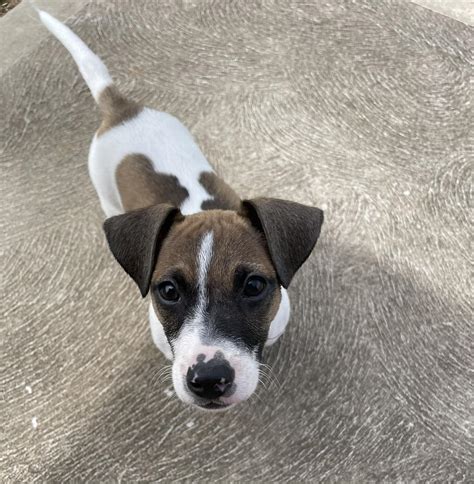 Jack Russell Terrier Owners | This is our boy Milo, I joined this page in the hopes that someone