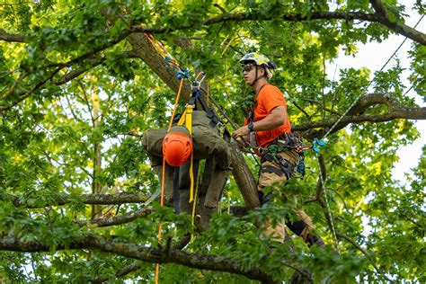 Ep2a7835 Arboricultural Association Flickr