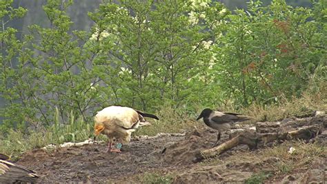 Egyptian Vulture Eating Carcass Landed On A Rock In High Mountain Stock ...