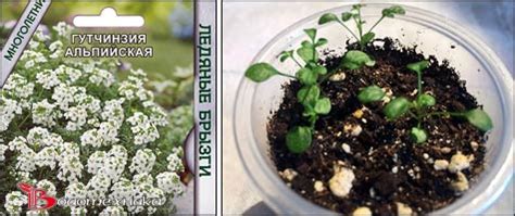 гутчинзия, двусемянник