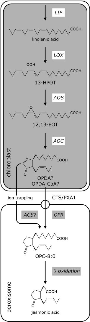 Pathway Of Jasmonic Acid Biosynthesis In Plants Intermediates Are Ab