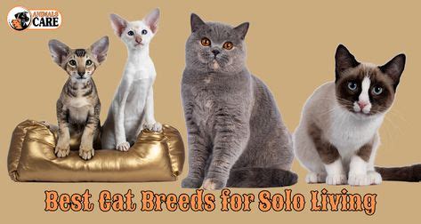 cat breeds ideas  cat breeds cat breeds breeds