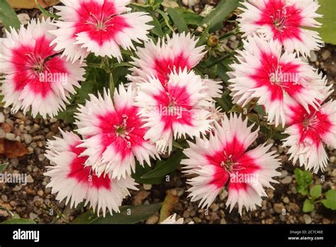Red White Dianthus Chinensis Super Parfait Red Peppermint Dianthus