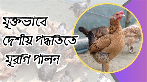 মুক্ত ভাবে দেশীয় পদ্ধতিতে মুরগি পালনiideshi Murgi Palonii