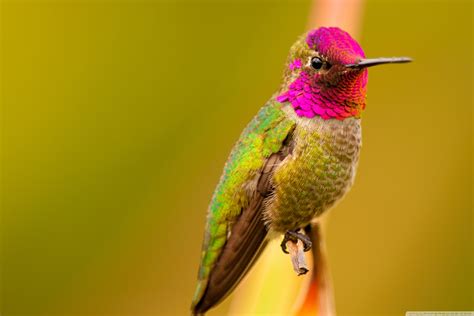 Colibri Wallpaper Bird Hummingbird Beak Rufous Hummingbird Wildlife