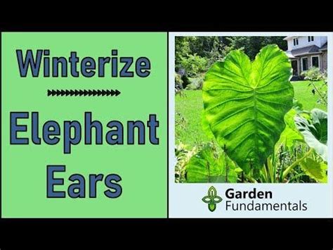 Best Method To Overwinter Elephant Ear Bulbs Colocasia And Alocasia