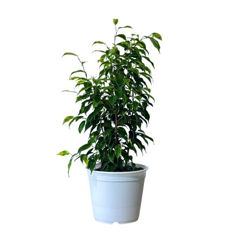 Ficus Anastasia Plantas Y Deco