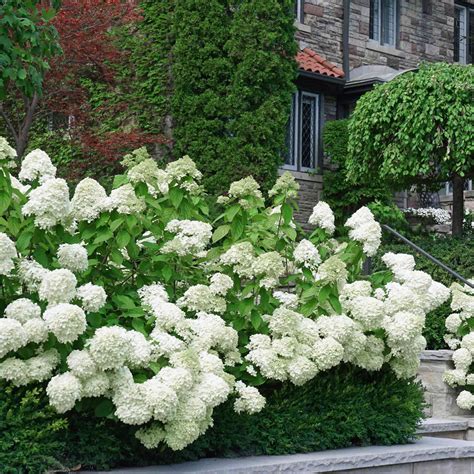white wedding hydrangea shrub honestweddingadvicecom