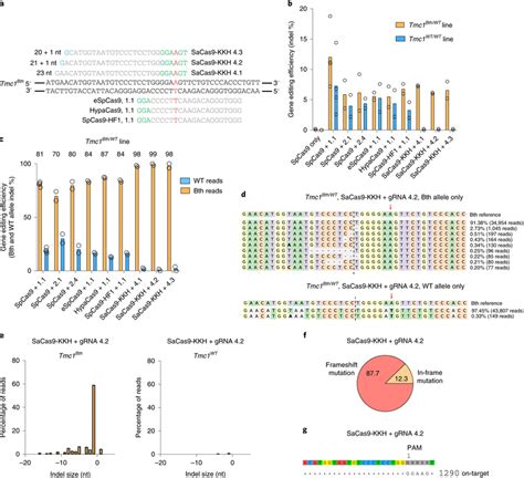 Targeting Tmc1bth Allele With High Fidelity Spcas9s And Sacas9 Kkh A