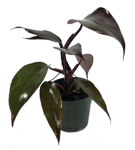 Rare Burgundy Princess Philodendron Easy To Grow 4 Pot Collector