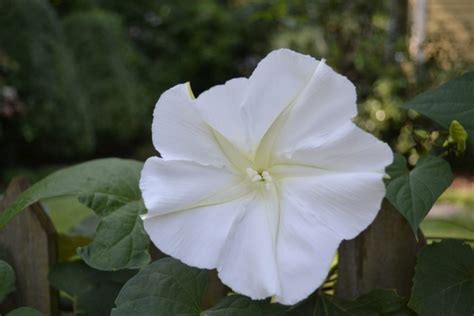 Ryan Gaineys Fragrant Flowers Flower Magazine