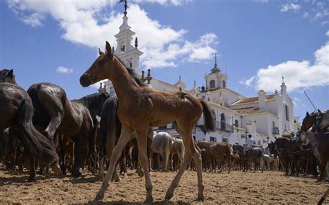 La Rocina Y La Saca De Las Yeguas Senderismo Sevilla Viajes