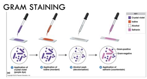Microbiology Flashcards | Quizlet 