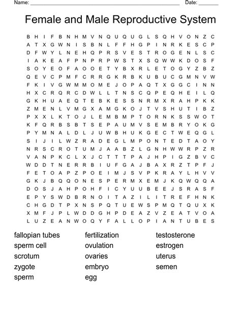 Female And Male Reproductive System Word Search Wordmint