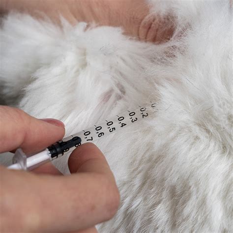 Care - Chews&Nibbles 