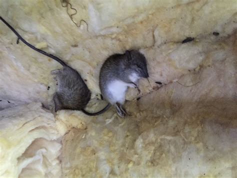 Dead Rat Removal Melbourne Pest Control Melbourne
