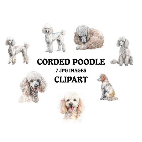 Corded Poodle Clipart Bundle 7 High Quality Vibrant S Printable