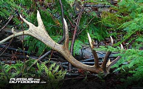 🔥 50 Hunting And Fishing Wallpapers Wallpapersafari
