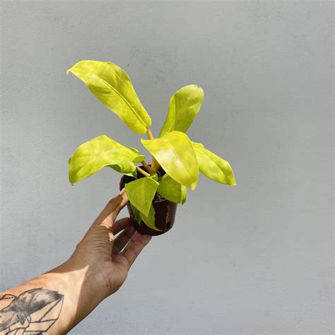 Climbers Plants In India 11