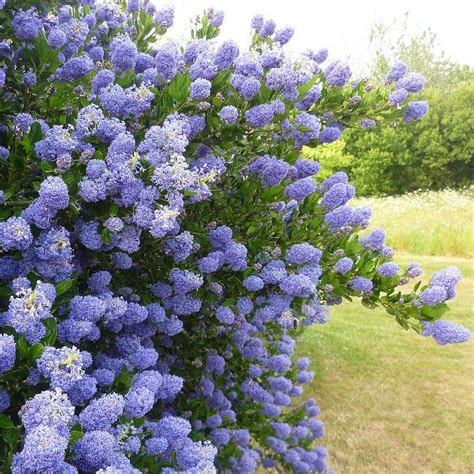 Ceanothus thyrsiflorus 'Skylark' - Vente Céanothe persistante bleue ...