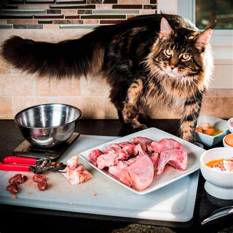 Натуральный рацион для Вашего Мейн Куна | Dark Flame