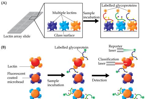 Basic Concept Of Lectin Array Technology A Multiple Lectins Are