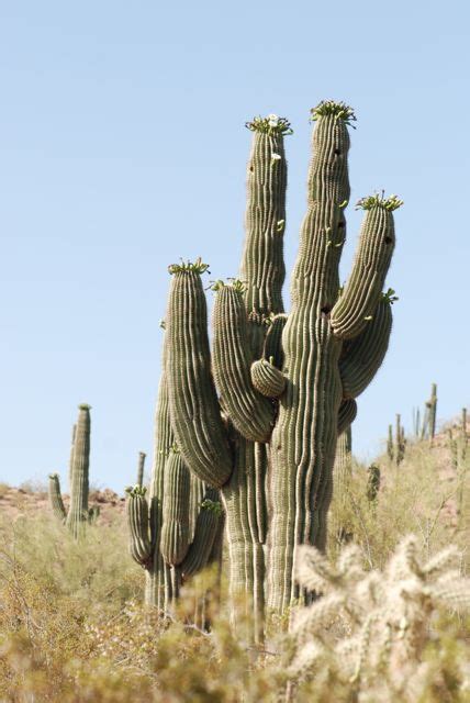 saguaro cactus activities growing  science blog