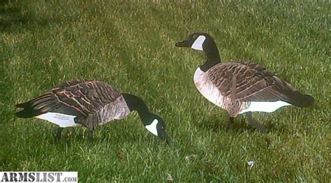 ARMSLIST - For Sale: Canada Goose Real-Geese Silhouette Decoys