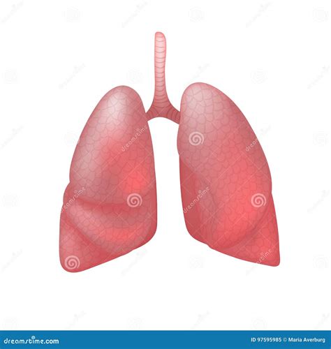 Realistic Human Lungs Isolated On White Background Stock Vector