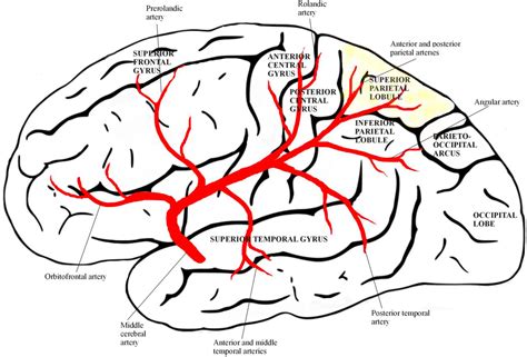 Inferior Parietal Lobule Mri