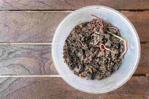 Tips For Fast Red Wiggler Worm Breeding Uncle Jim S Worm Farm