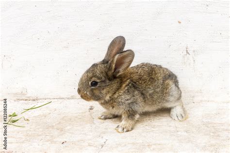 Маленький кролик на прогулке Stock Photo | Adobe Stock