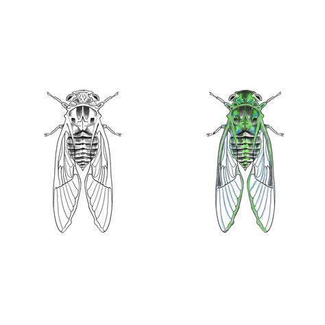 A couple cicadas, created on my iPad Pro. : r/Illustration