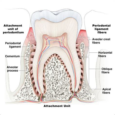 Anatomy Of The Periodontium Periodontal Tissues