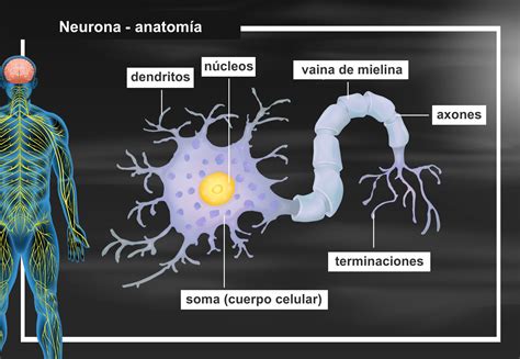 Partes De La Neurona 513