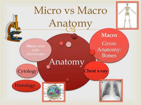 Gross Anatomy Examples
