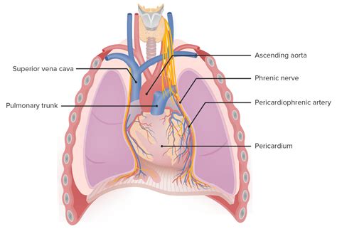 Mediastinum Anatomy