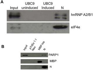 A Western Blot Validation Of The Interaction Of Two Selected Cellular