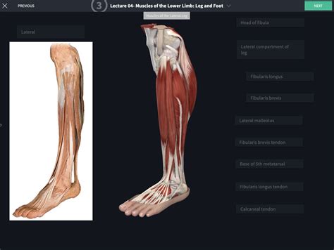 cadaveric lab skeletal  muscular systems complete anatomy