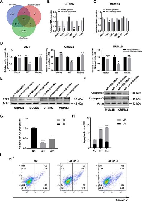 Mir 30a 5p Targets E2f7 A Target Prediction Of Mir 30a 5p In Download Scientific Diagram