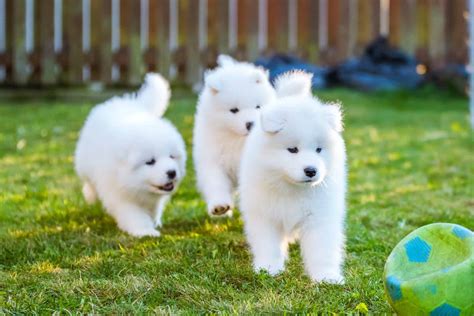 How Much Does A Samoyed Cost 2025 Price Guide