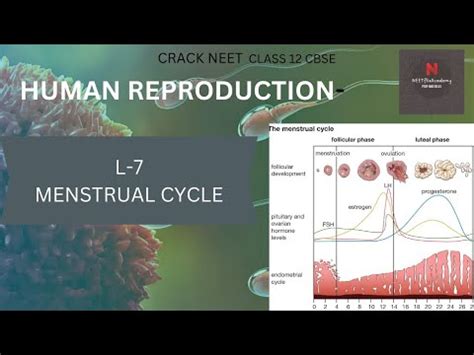 L 7 Menstrual Cycle Human Reproduction Class12 NEET Biology