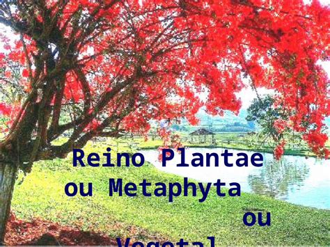 Ppt Reino Plantae Ou Metaphyta Ou Vegetal N O Produzem Sementes