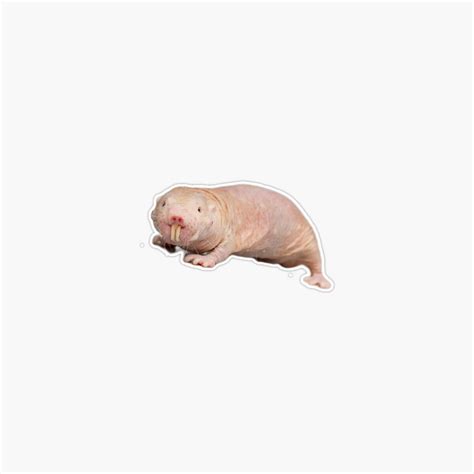 Onim Naked Mole Rat Sticker Phone Decal Water Bottle Stickers Car Decals Funny Birthday Gift