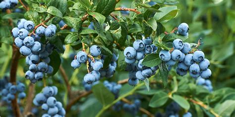 Cách Trồng Cây Việt Quất Blueberries Chi Vaccinium Cỏ Dại