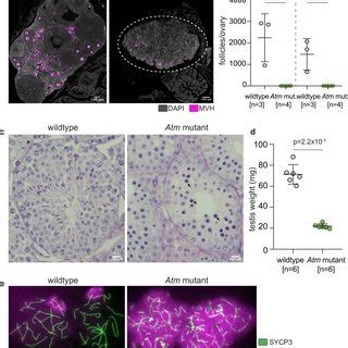 PDF CRISPR Cas9 Effectors Facilitate Generation Of Single Sex Litters And Sex Specific Phenotypes
