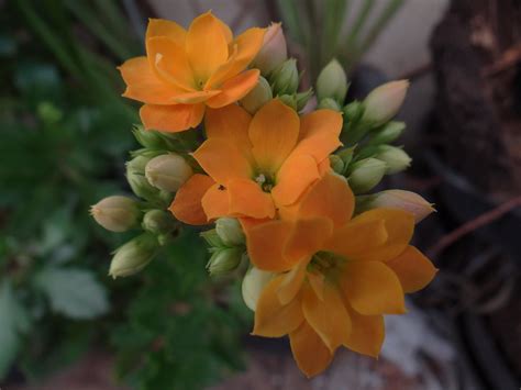 Каланхоэ Каландива: фото и описание, уход в домашних условиях ...